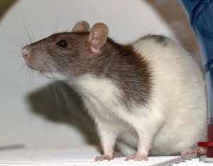 Rats are most common carriers of leptospirosis